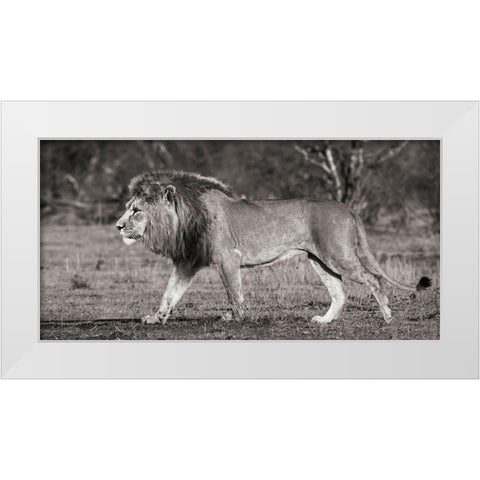 Lion walking in African Savannah White Modern Wood Framed Art Print by Pangea Images