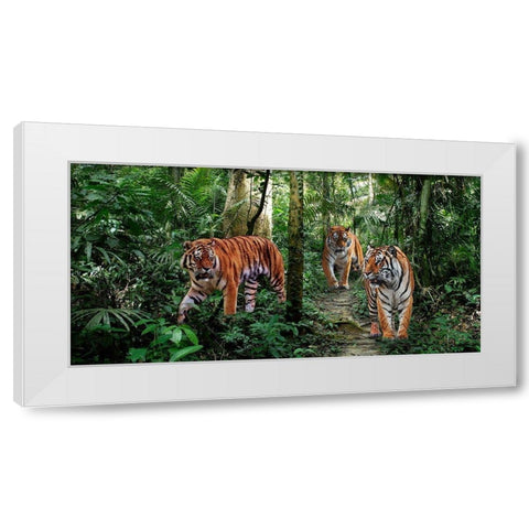 Bengal Tigers (detail) White Modern Wood Framed Art Print by Pangea Images