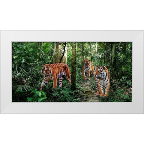 Bengal Tigers (detail) White Modern Wood Framed Art Print by Pangea Images