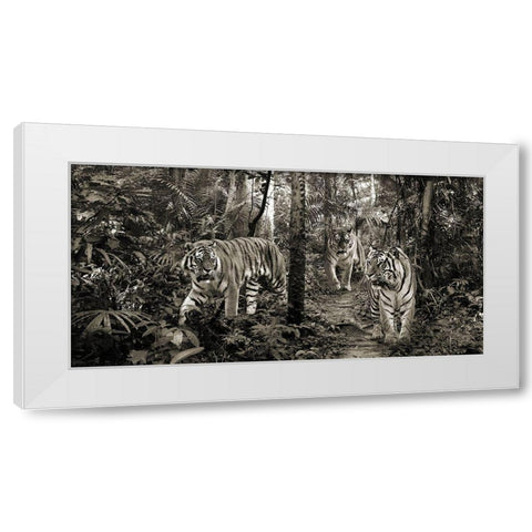 Bengal Tigers (detail- BW) White Modern Wood Framed Art Print by Pangea Images