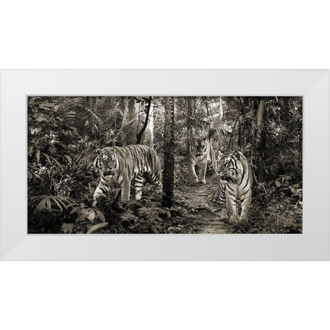 Bengal Tigers (detail- BW) White Modern Wood Framed Art Print by Pangea Images