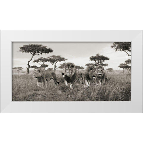 Brothers- Masai Mara- Kenya (detail) White Modern Wood Framed Art Print by Pangea Images