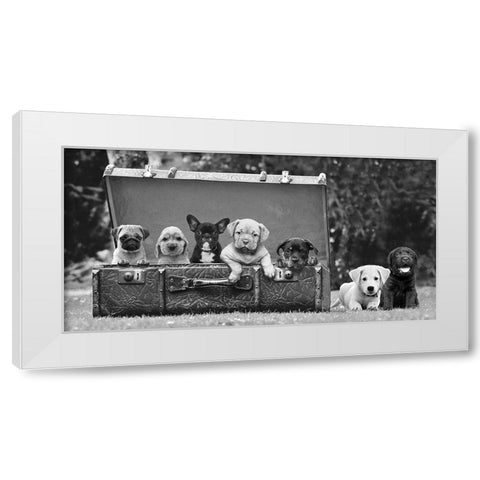 Dog Pups in a Suitcase White Modern Wood Framed Art Print by Pangea Images