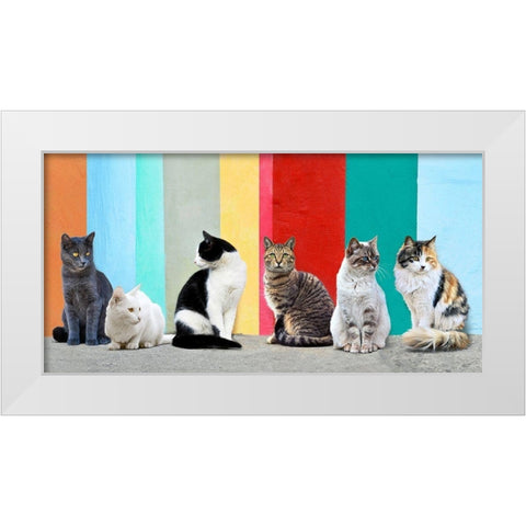 Cats in the Sun White Modern Wood Framed Art Print by Pangea Images
