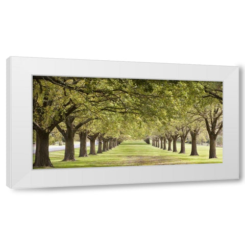 Rows of trees bordering greensward White Modern Wood Framed Art Print by Ocean IMAGES