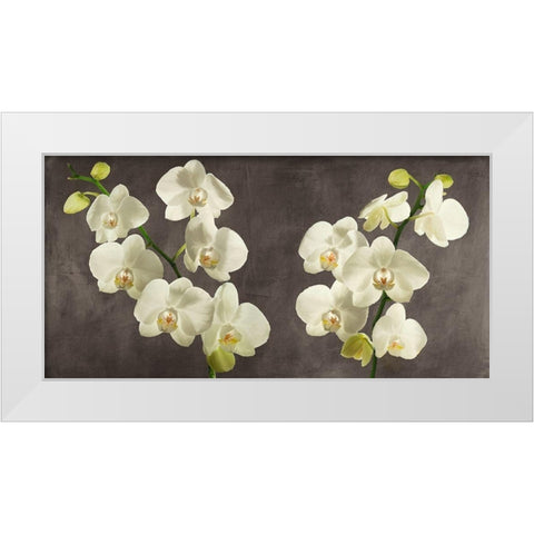 Orchids on Grey Background White Modern Wood Framed Art Print by Antinori, Andrea