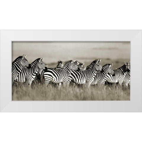 Grants zebra, Masai Mara, Kenya White Modern Wood Framed Art Print by Krahmer, Frank