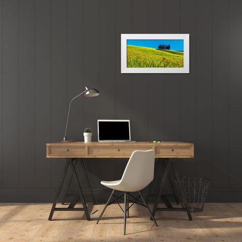 Cypress and corn field, Tuscany, Italy White Modern Wood Framed Art Print by Krahmer, Frank