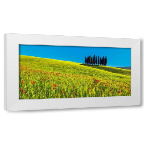 Cypress and corn field, Tuscany, Italy White Modern Wood Framed Art Print by Krahmer, Frank