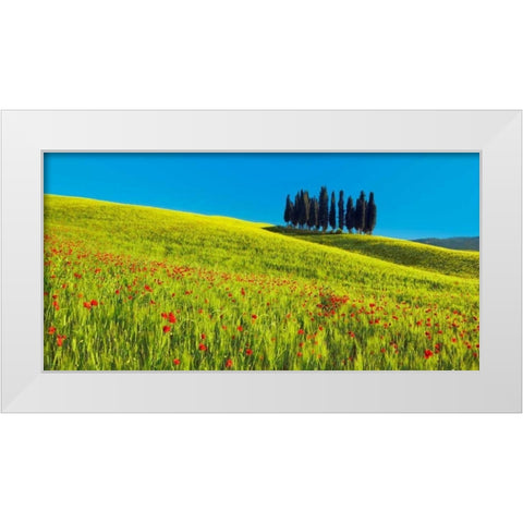 Cypress and corn field, Tuscany, Italy White Modern Wood Framed Art Print by Krahmer, Frank