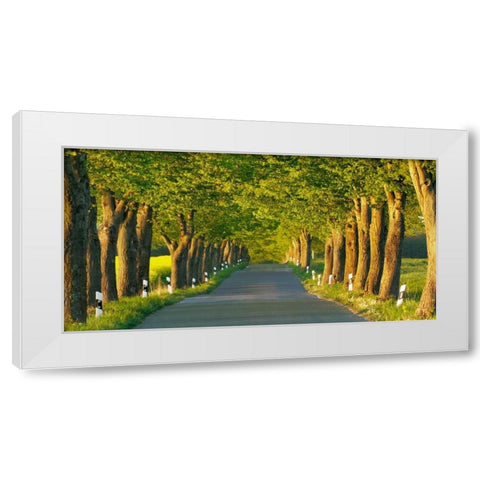 Lime tree alley, Mecklenburg Lake District, Germany White Modern Wood Framed Art Print by Krahmer, Frank