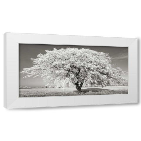 Lime tree with frost, Bavaria, Germany White Modern Wood Framed Art Print by Krahmer, Frank