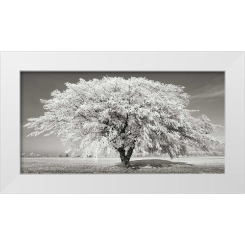 Lime tree with frost, Bavaria, Germany White Modern Wood Framed Art Print by Krahmer, Frank