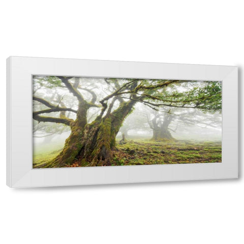 Laurel forest in fog, Madeira, Portugal White Modern Wood Framed Art Print by Krahmer, Frank