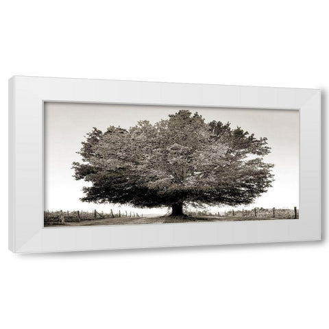 Un secolo di tramonti (BW) White Modern Wood Framed Art Print by Fulvio, Ferrua