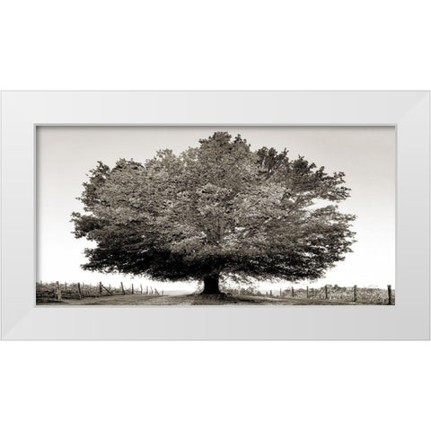 Un secolo di tramonti (BW) White Modern Wood Framed Art Print by Fulvio, Ferrua