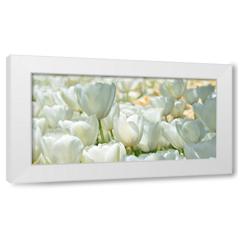 Field of White Tulips White Modern Wood Framed Art Print by Villa, Luca