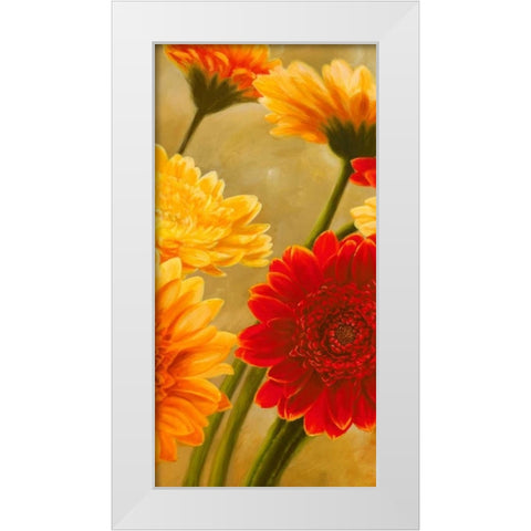 Gerbere nel sole II White Modern Wood Framed Art Print by Biffi, Serena