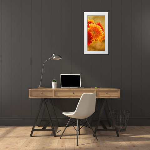 Gerbere nel sole III White Modern Wood Framed Art Print by Biffi, Serena