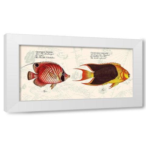 Tropical fish III-  After Bloch White Modern Wood Framed Art Print by Lamanche, Stef