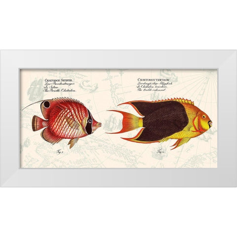 Tropical fish III-  After Bloch White Modern Wood Framed Art Print by Lamanche, Stef