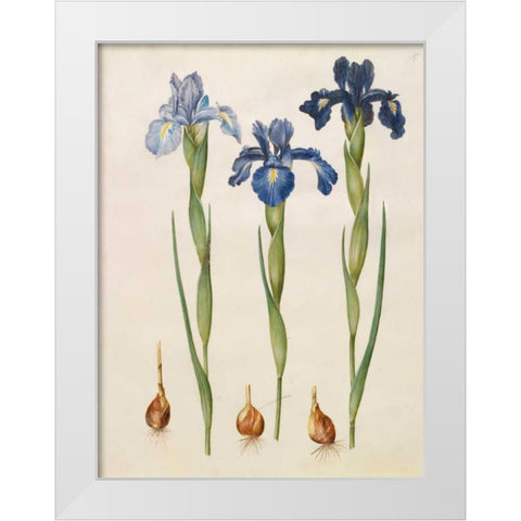 Iris xiphioides White Modern Wood Framed Art Print by Holtzbecher, Johannes S.