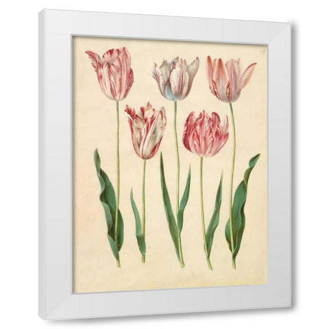 Tulipa gesneriana White Modern Wood Framed Art Print by Holtzbecher, Johannes S.