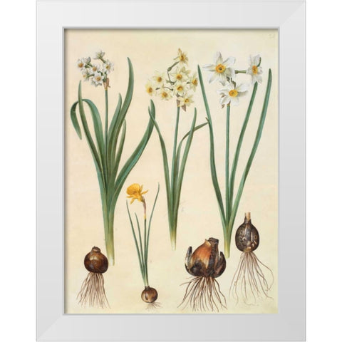 Narcissus White Modern Wood Framed Art Print by Holtzbecher, Johannes S.