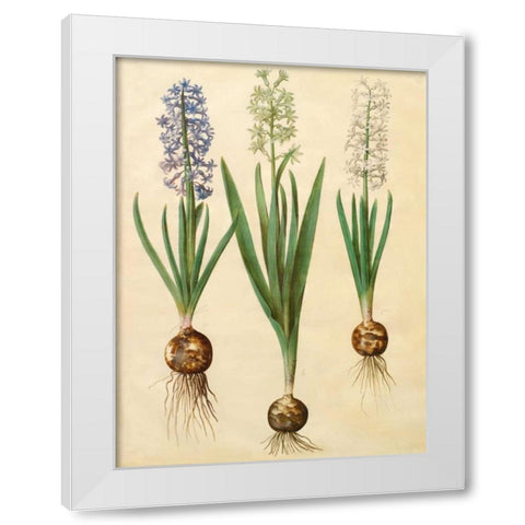 Hyacinthoides orientalis White Modern Wood Framed Art Print by Holtzbecher, Johannes S.