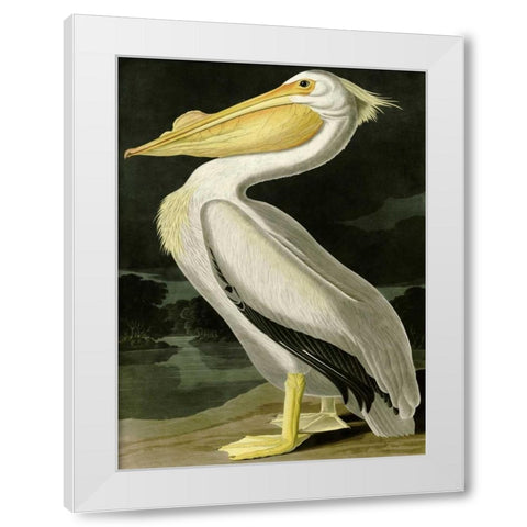 American White Pelican White Modern Wood Framed Art Print by Audubon, John James