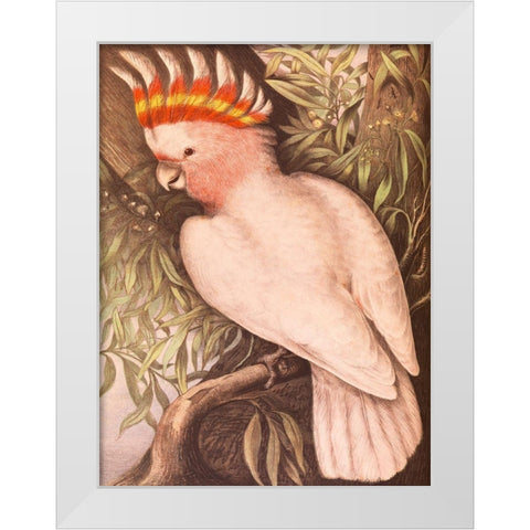 Leadbeaters Cockatoo White Modern Wood Framed Art Print by James Whitley, Sayer