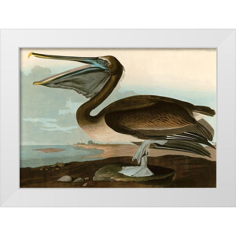 Brown Pelican White Modern Wood Framed Art Print by John James, Audubon