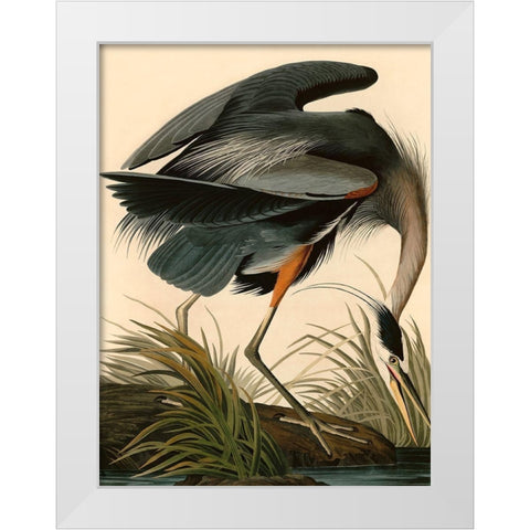 Great Blue Heron White Modern Wood Framed Art Print by John James, Audubon