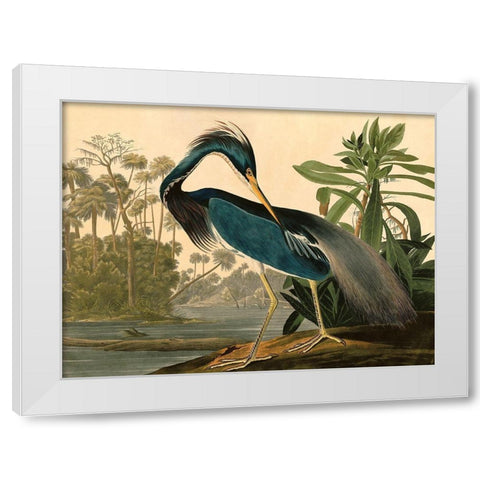 Louisiana Heron White Modern Wood Framed Art Print by John James, Audubon