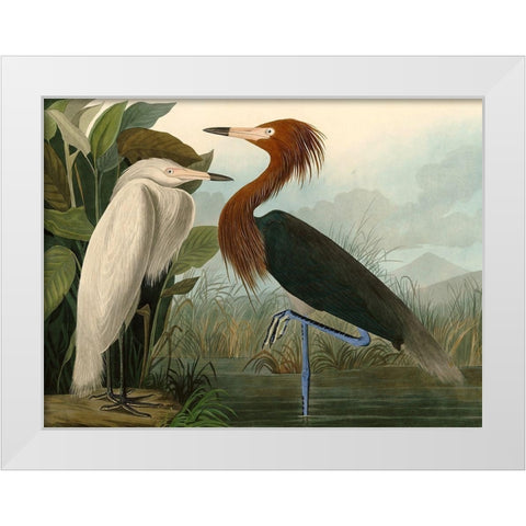 Purple Heron White Modern Wood Framed Art Print by John James, Audubon