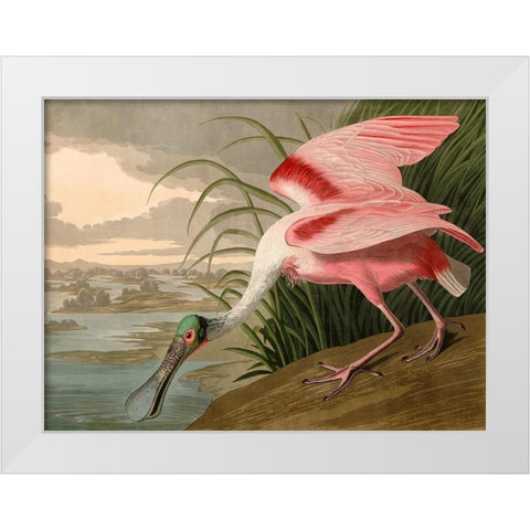 Roseate Spoonbill White Modern Wood Framed Art Print by John James, Audubon