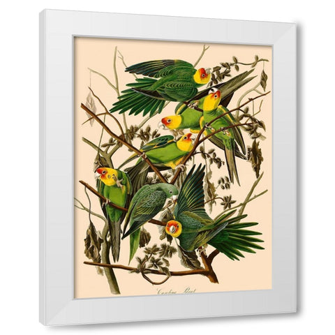 Carolina Parrot White Modern Wood Framed Art Print by John James, Audubon