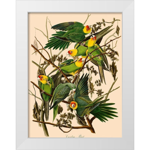 Carolina Parrot White Modern Wood Framed Art Print by John James, Audubon
