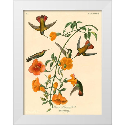 Mangrove Humming Bird White Modern Wood Framed Art Print by John James, Audubon
