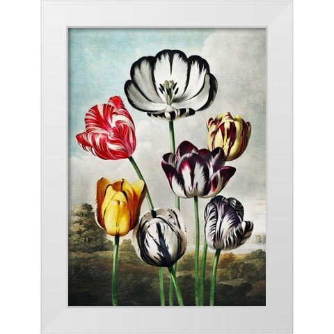 Tulips from The Temple of Flora White Modern Wood Framed Art Print by Thornton, Robert John
