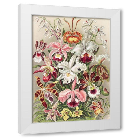 Orchidaeacae White Modern Wood Framed Art Print by Haeckel, Ernst