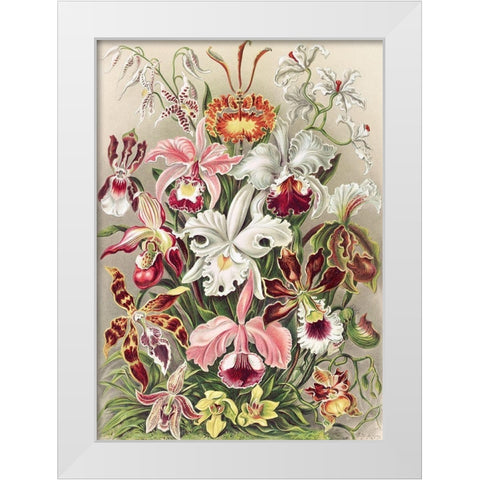 Orchidaeacae White Modern Wood Framed Art Print by Haeckel, Ernst