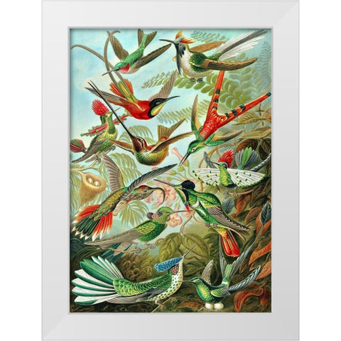 Trochilidae White Modern Wood Framed Art Print by Haeckel, Ernst