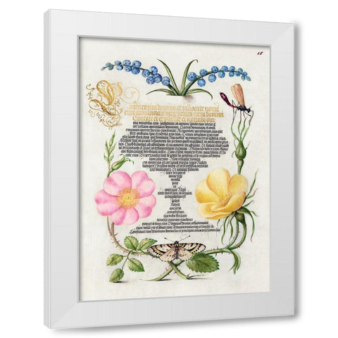 From the Model Book of Calligraphy-II White Modern Wood Framed Art Print by Hoefnagel, Bocskay