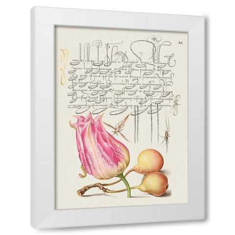 From the Model Book of Calligraphy-VII White Modern Wood Framed Art Print by Hoefnagel, Bocskay