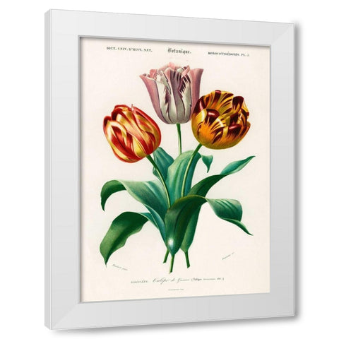 Didiers Tulip  White Modern Wood Framed Art Print by D Orbigny, Charles Dessalines