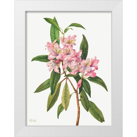 Rose Bay Rhododendron-1932 White Modern Wood Framed Art Print by Walcott, Mary Vaux