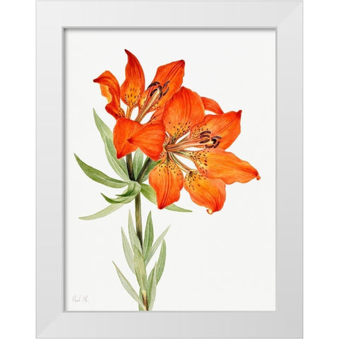 Red Lily-1923 White Modern Wood Framed Art Print by Walcott, Mary Vaux
