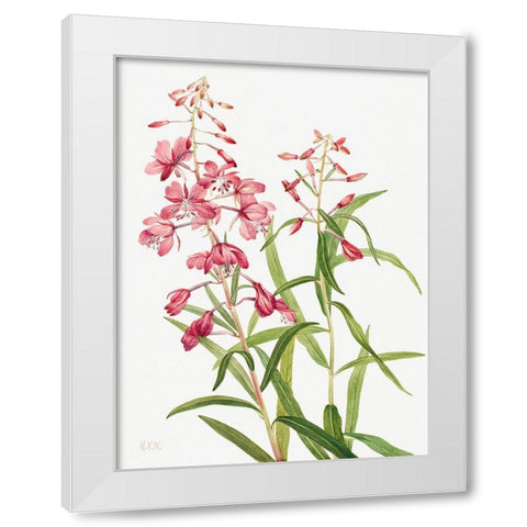 Fireweed-1902 White Modern Wood Framed Art Print by Walcott, Mary Vaux