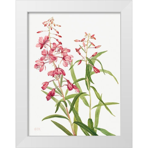Fireweed-1902 White Modern Wood Framed Art Print by Walcott, Mary Vaux